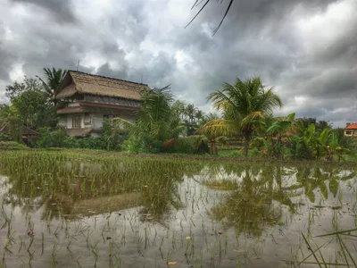 Bali: The Island of the Gods — photo 7